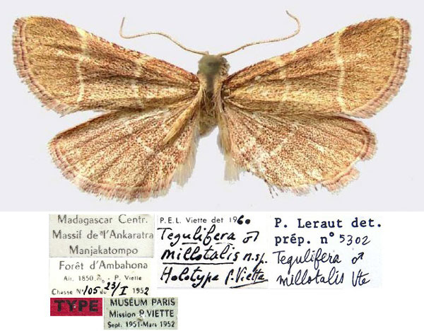 /filer/webapps/moths/media/images/M/millotalis_Tegulifera_HT_MNHN.jpg