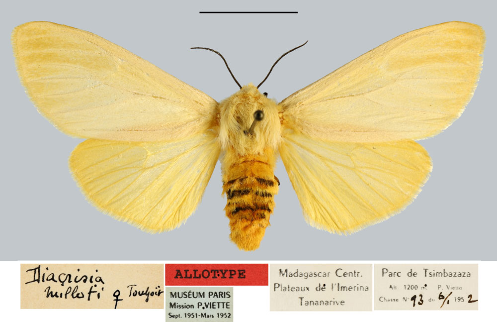 /filer/webapps/moths/media/images/M/milloti_Diacrisia_AT_MNHN.jpg