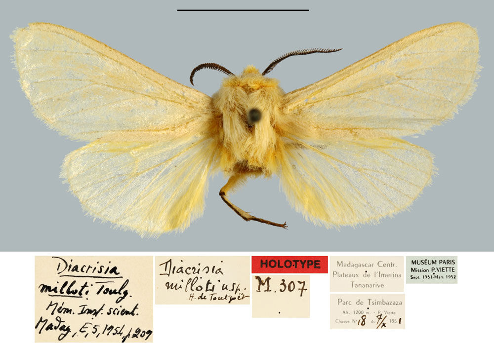 /filer/webapps/moths/media/images/M/milloti_Diacrisia_HT_MNHN.jpg