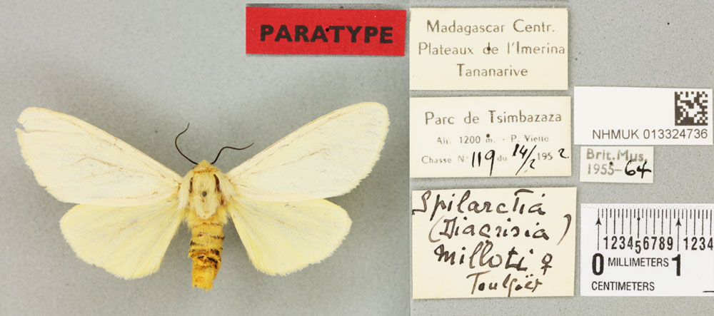 /filer/webapps/moths/media/images/M/milloti_Diacrisia_PTF_BMNHa.jpg