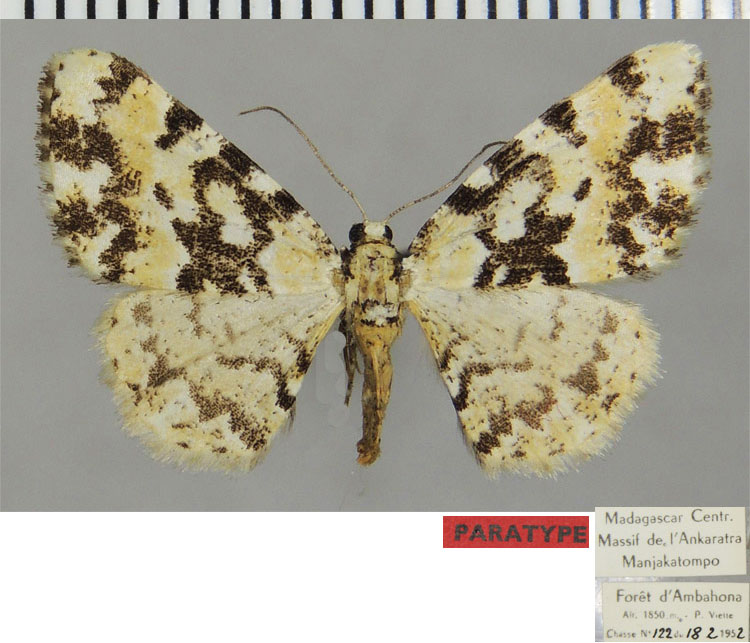 /filer/webapps/moths/media/images/M/milloti_Ectropis_PTF_ZSM.jpg