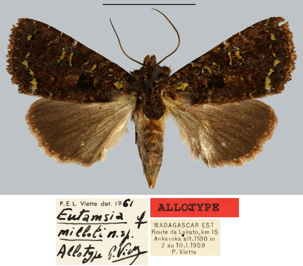 /filer/webapps/moths/media/images/M/milloti_Eutamsia_AT_MNHN.jpg