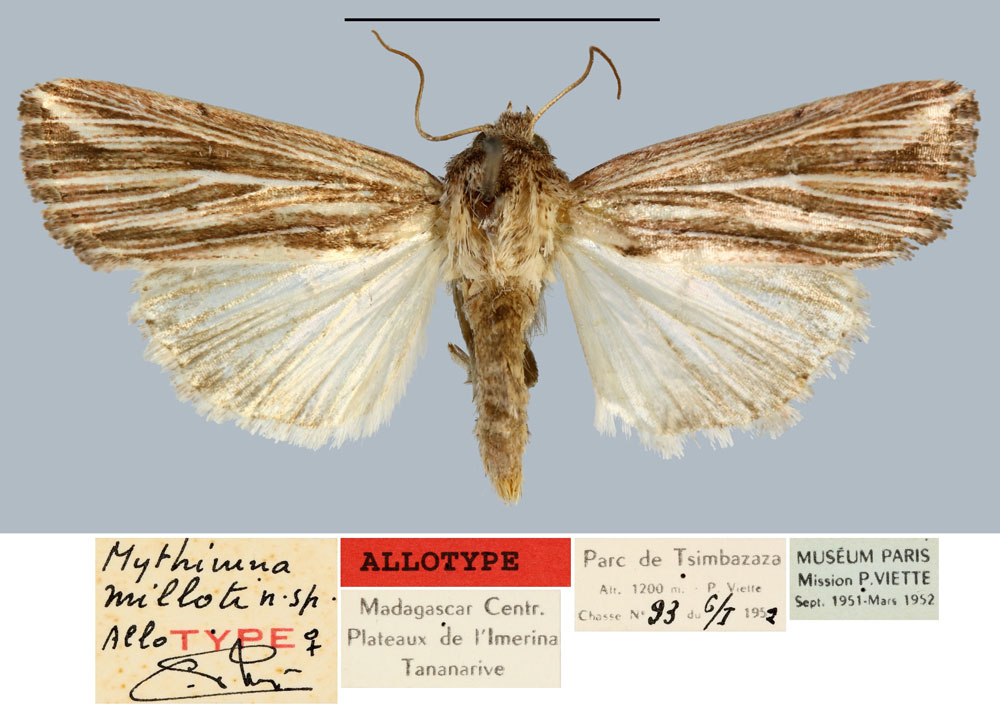 /filer/webapps/moths/media/images/M/milloti_Mythimna_AT_MNHN.jpg