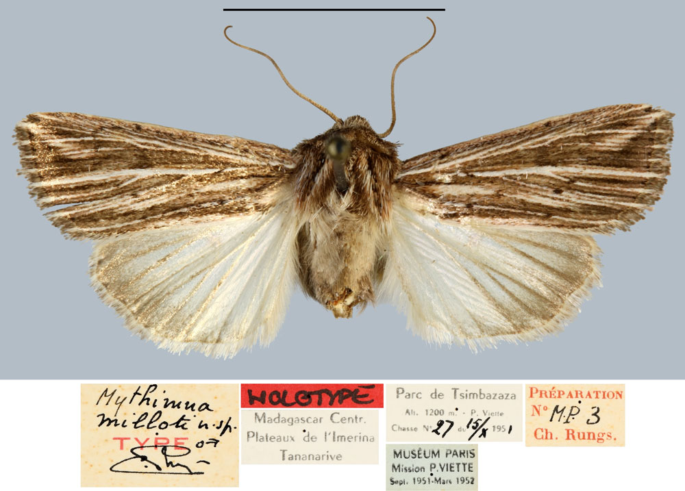 /filer/webapps/moths/media/images/M/milloti_Mythimna_HT_MNHN.jpg