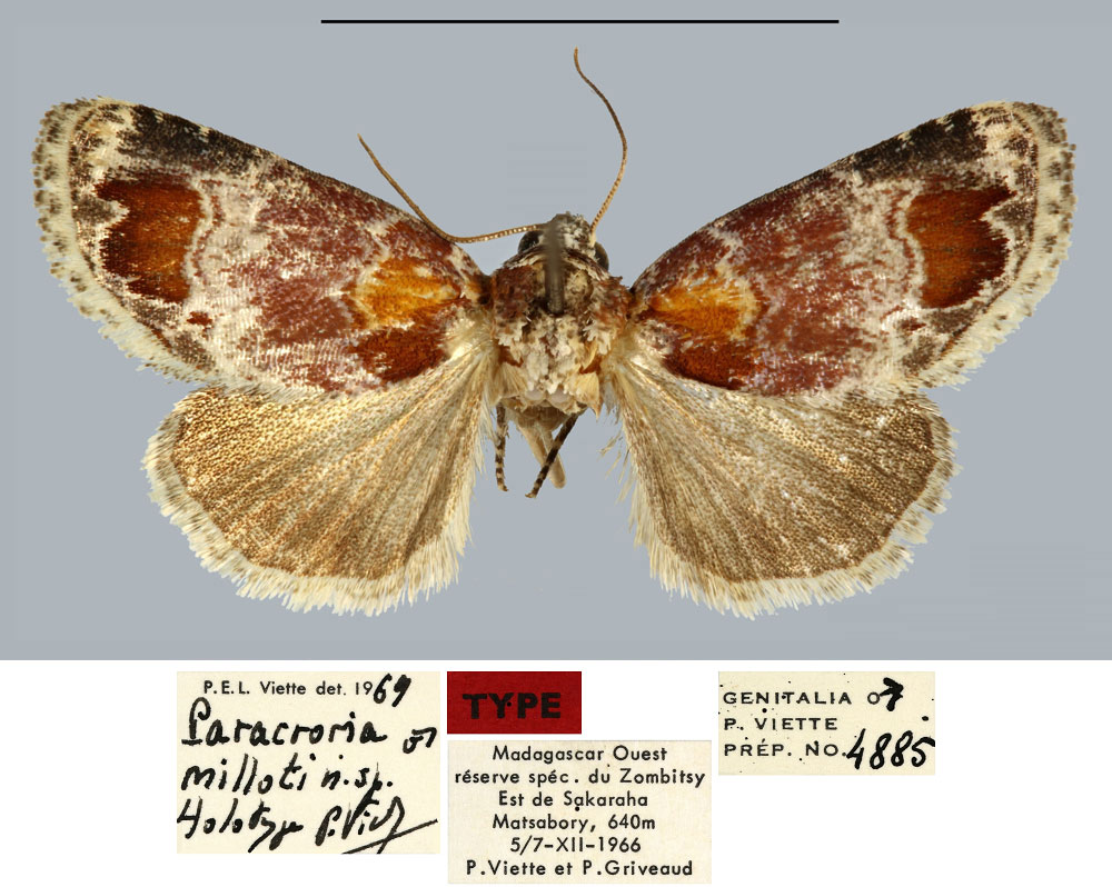 /filer/webapps/moths/media/images/M/milloti_Paracroria_HT_MNHN.jpg