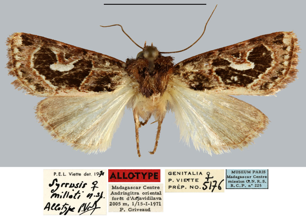 /filer/webapps/moths/media/images/M/milloti_Syrrusis_AT_MNHN.jpg