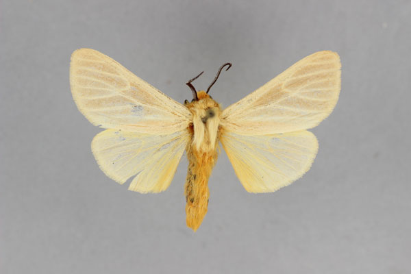 /filer/webapps/moths/media/images/M/milloti_Toulgarctia_AM_BMNH.jpg