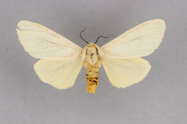 /filer/webapps/moths/media/images/M/milloti_Toulgarctia_PT_BMNH.jpg