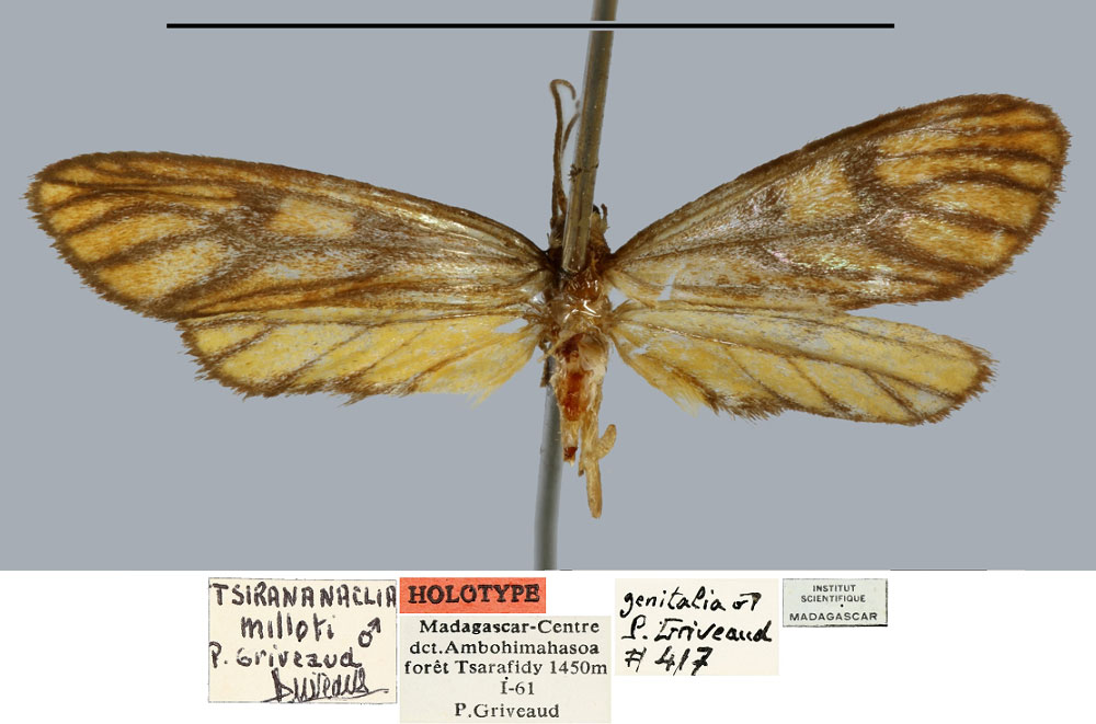 /filer/webapps/moths/media/images/M/milloti_Tsirananaclia_HT_MNHN.jpg