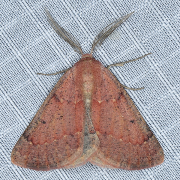 /filer/webapps/moths/media/images/M/miltophyris_Derrioides_A_Heyns_01.JPG