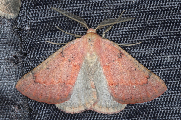 /filer/webapps/moths/media/images/M/miltophyris_Derrioides_A_Heyns_02.JPG