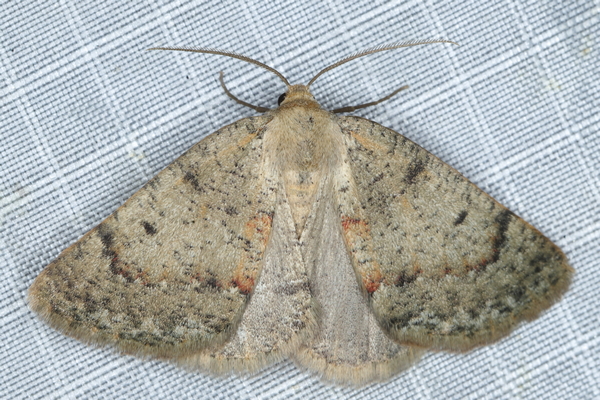 /filer/webapps/moths/media/images/M/miltophyris_Derrioides_A_Heyns_03.JPG