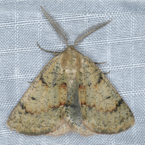 /filer/webapps/moths/media/images/M/miltophyris_Derrioides_A_Heyns_04.JPG
