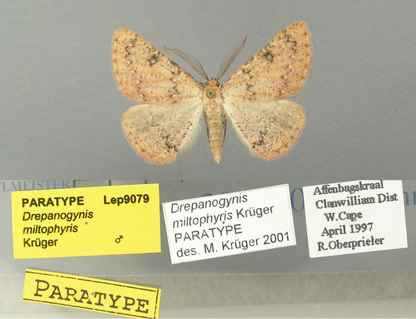 /filer/webapps/moths/media/images/M/miltophyris_Drepanogynis_PT_TMSA.jpg