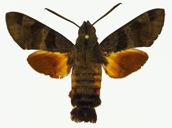 /filer/webapps/moths/media/images/M/milvus_Macroglossum_AM_Basquina.jpg