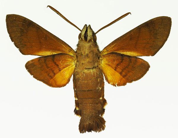 /filer/webapps/moths/media/images/M/milvus_Macroglossum_AM_Basquinb.jpg