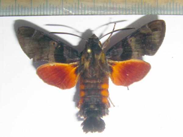 /filer/webapps/moths/media/images/M/milvus_Macroglossum_AM_Bippus.jpg