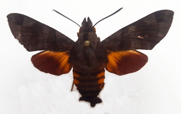 /filer/webapps/moths/media/images/M/milvus_Macroglossum_AM_Turlin_01.jpg