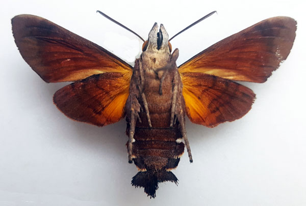 /filer/webapps/moths/media/images/M/milvus_Macroglossum_AM_Turlin_02.jpg