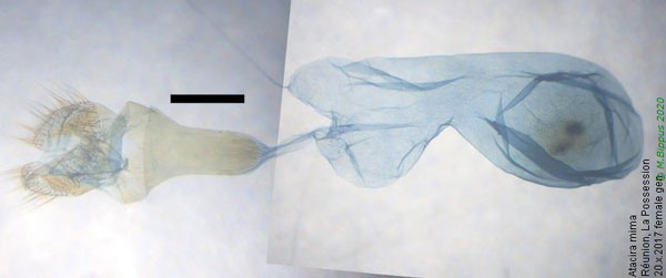 /filer/webapps/moths/media/images/M/mima_Atacira_GF_Bippus.jpg