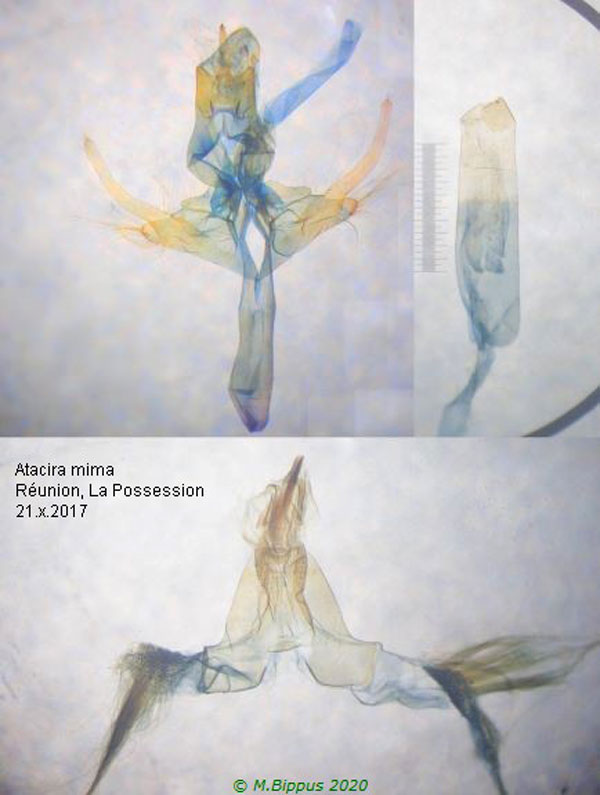 /filer/webapps/moths/media/images/M/mima_Atacira_GM_Bippus.jpg