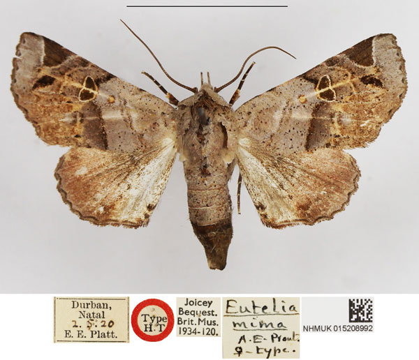 /filer/webapps/moths/media/images/M/mima_Eutelia_HT_NHMUK.jpg