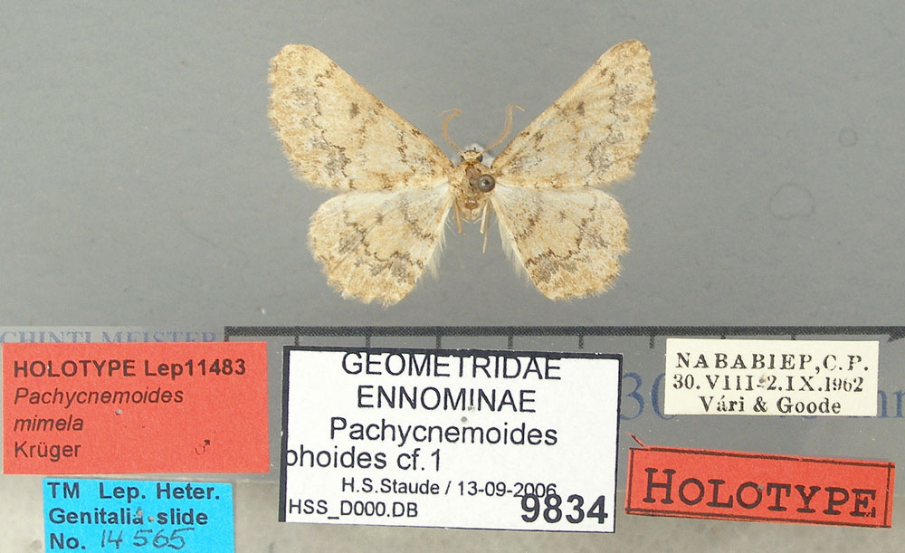 /filer/webapps/moths/media/images/M/mimela_Pachycnemoides_HT_TMSA.jpg