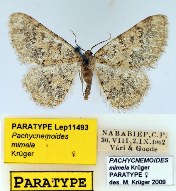/filer/webapps/moths/media/images/M/mimela_Pachycnemoides_PTF_TMSA_02.jpg