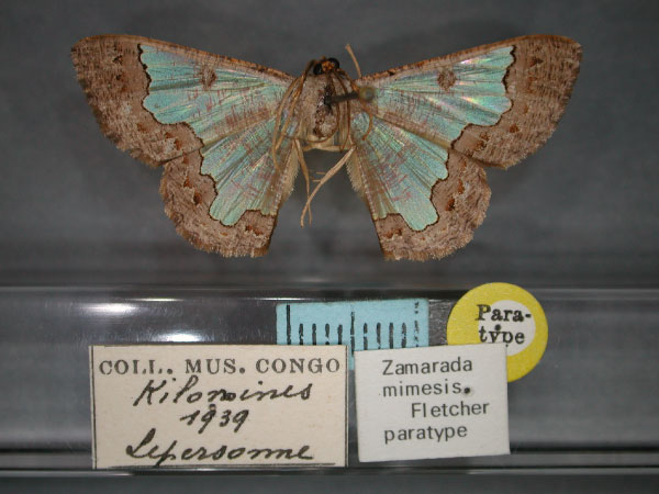 /filer/webapps/moths/media/images/M/mimesis_Zamarada_PT_RMCA_01.jpg