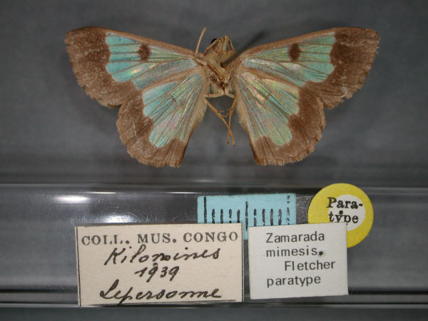 /filer/webapps/moths/media/images/M/mimesis_Zamarada_PT_RMCA_02.jpg