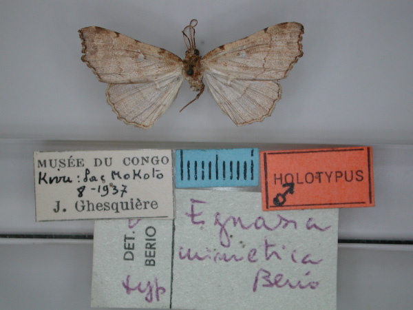 /filer/webapps/moths/media/images/M/mimetica_Egnasia_HT_RMCA_01.jpg