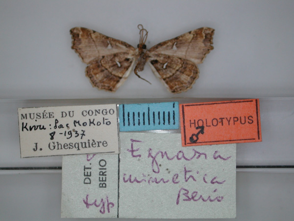 /filer/webapps/moths/media/images/M/mimetica_Egnasia_HT_RMCA_02.jpg
