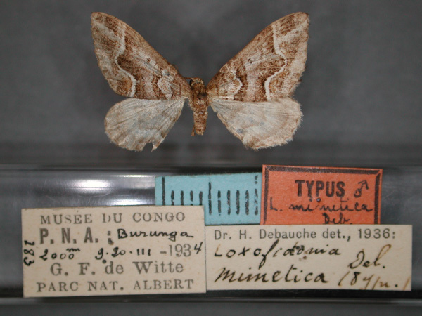 /filer/webapps/moths/media/images/M/mimetica_Mimoclystia_HT_RMCA_01.jpg