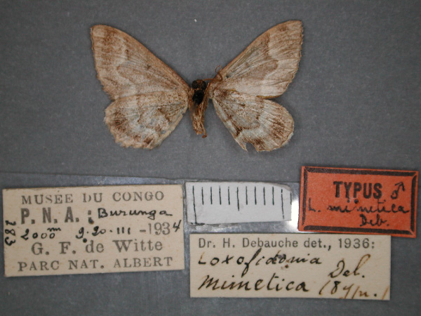 /filer/webapps/moths/media/images/M/mimetica_Mimoclystia_HT_RMCA_02.jpg