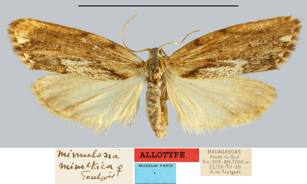 /filer/webapps/moths/media/images/M/mimetica_Mimulosia_AT_MNHN.jpg