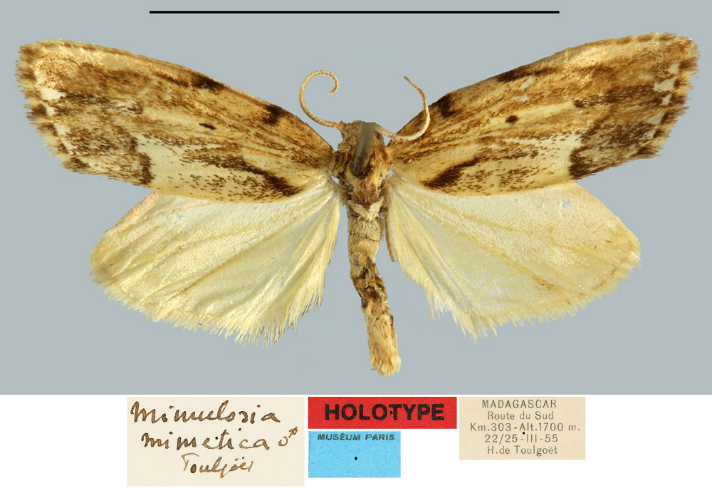 /filer/webapps/moths/media/images/M/mimetica_Mimulosia_HT_MNHN.jpg
