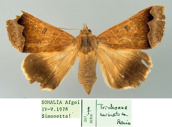 /filer/webapps/moths/media/images/M/mimetica_Ophiusa_AF_MSNM.jpg