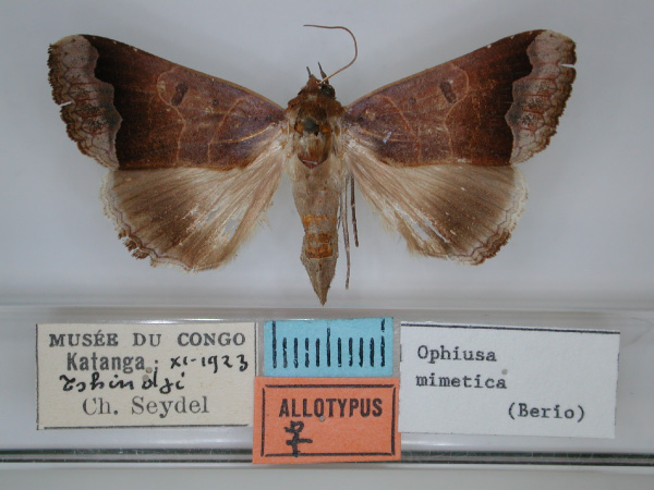 /filer/webapps/moths/media/images/M/mimetica_Ophiusa_AT_RMCA_01.jpg