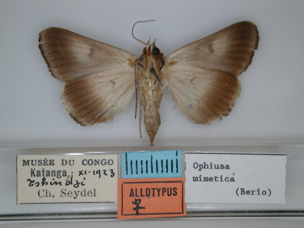 /filer/webapps/moths/media/images/M/mimetica_Ophiusa_AT_RMCA_02.jpg