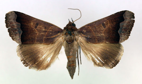 /filer/webapps/moths/media/images/M/mimetica_Ophiusa_AT_RMCA_03.jpg