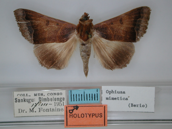 /filer/webapps/moths/media/images/M/mimetica_Ophiusa_HT_RMCA_01.jpg