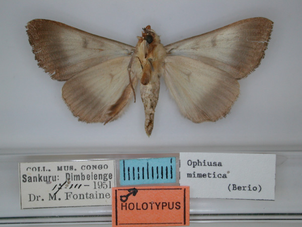 /filer/webapps/moths/media/images/M/mimetica_Ophiusa_HT_RMCA_02.jpg