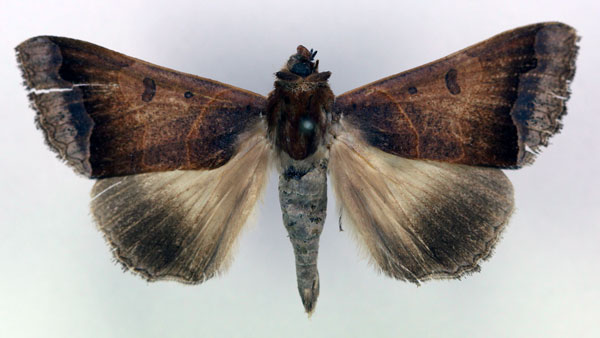 /filer/webapps/moths/media/images/M/mimetica_Ophiusa_HT_RMCA_03.jpg