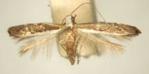 /filer/webapps/moths/media/images/M/mimetis_Pareclectis_PT_TMSA5968.jpg