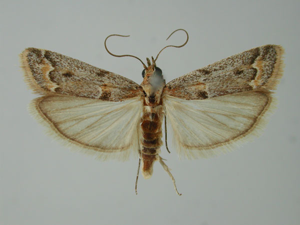 /filer/webapps/moths/media/images/M/mimeugraphella_Ancylosis_AM_ZMHB.jpg