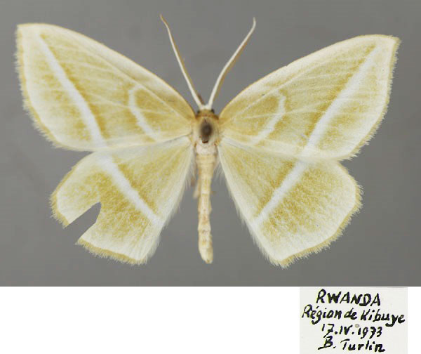 /filer/webapps/moths/media/images/M/mimica_Collesis_A_ZSM_01.jpg