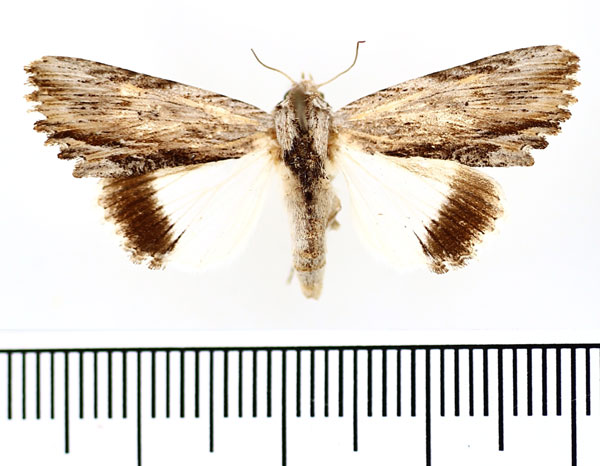 /filer/webapps/moths/media/images/M/mimica_Lyncestis_AF_BMNH.jpg