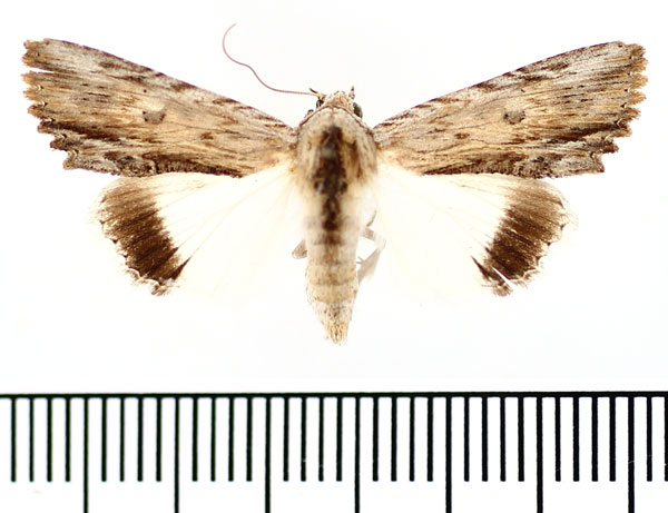 /filer/webapps/moths/media/images/M/mimica_Lyncestis_AM_BMNH.jpg