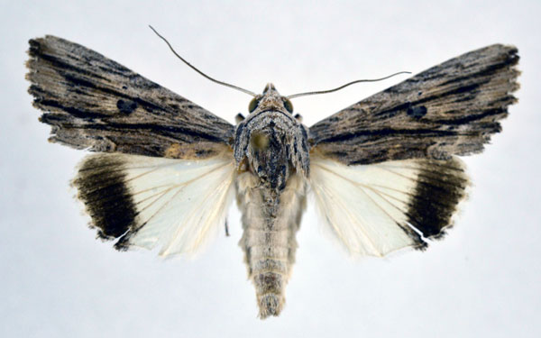/filer/webapps/moths/media/images/M/mimica_Lyncestis_AM_NHMO.jpg