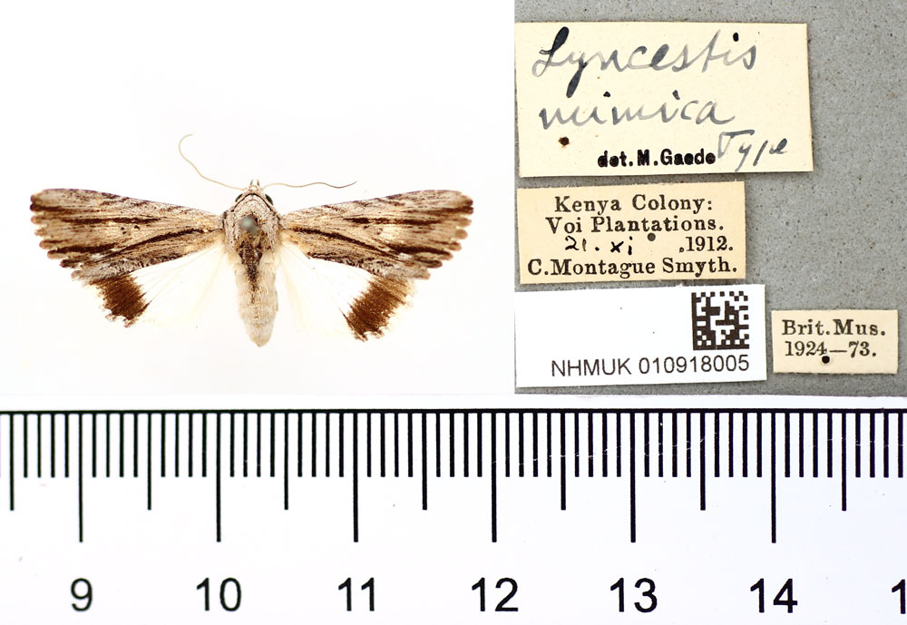 /filer/webapps/moths/media/images/M/mimica_Lyncestis_HT_BMNH.jpg